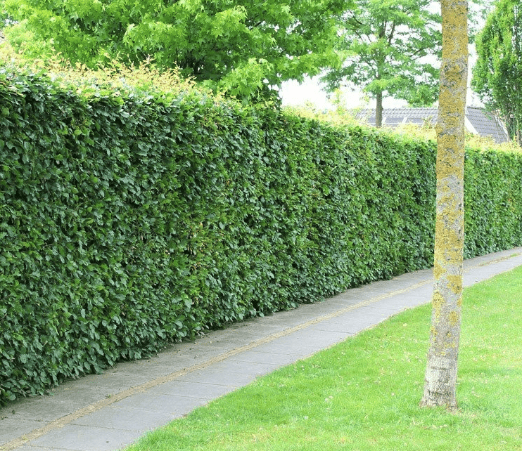 fagus-sylvatica-hecken-pflanzen