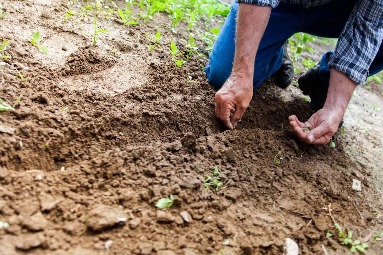 Gärtnern im Alter Pflegeleichter Garten für Senioren