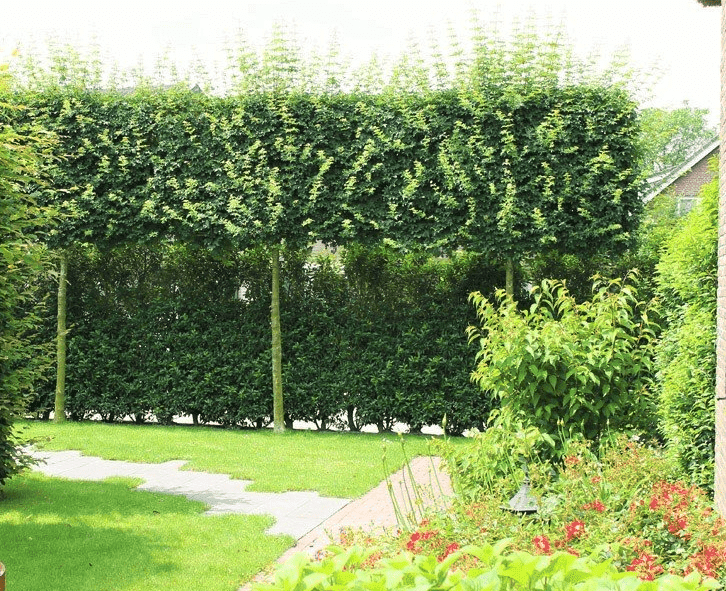 immergrune-baume-kleine-garten