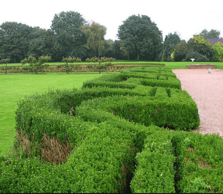 ligusterhecke-pflanzen-pro-meter