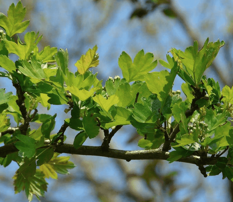 wann-weissdorn-pflanzen