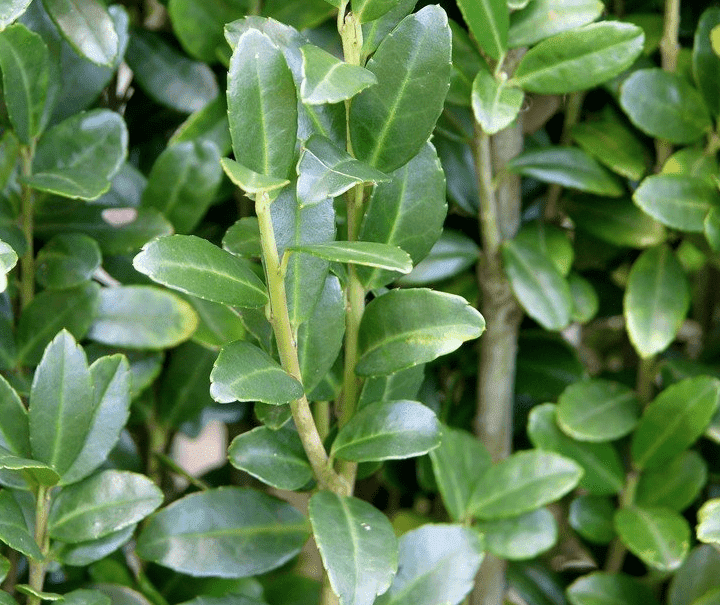 pflanzen-sichtschutz-garten