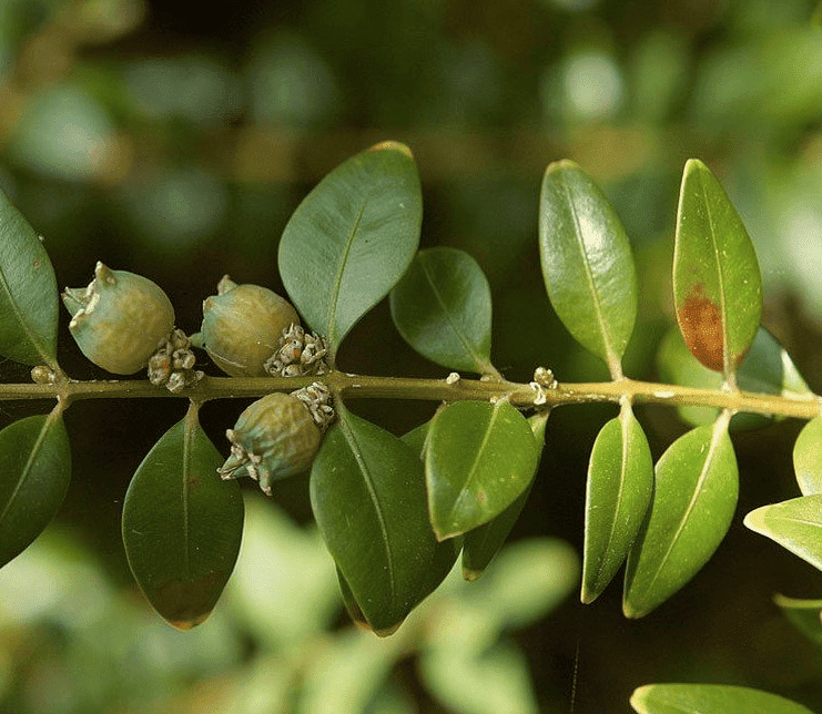 ersatz-fur-buchsbaum