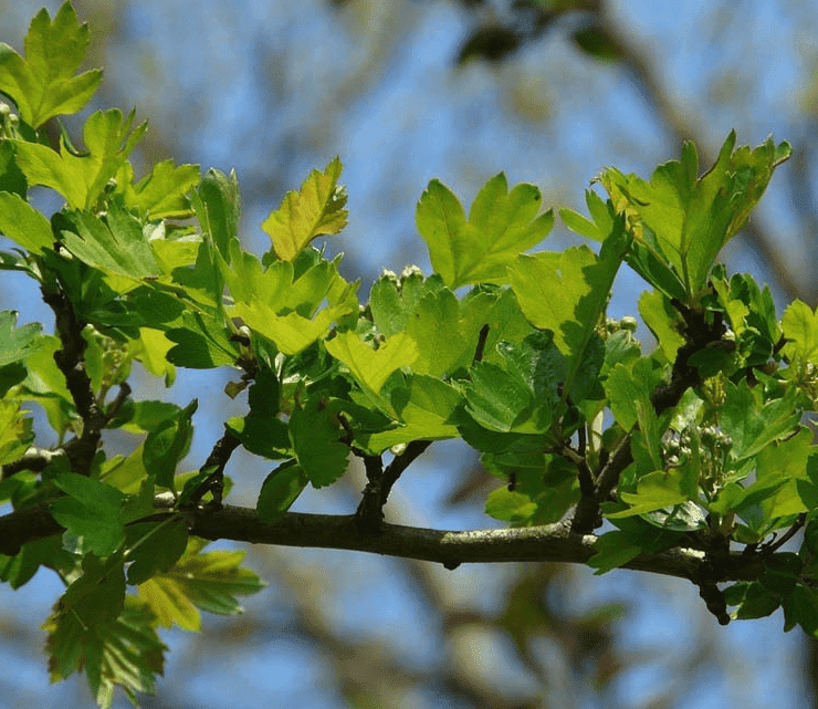 weisdorn-schneiden