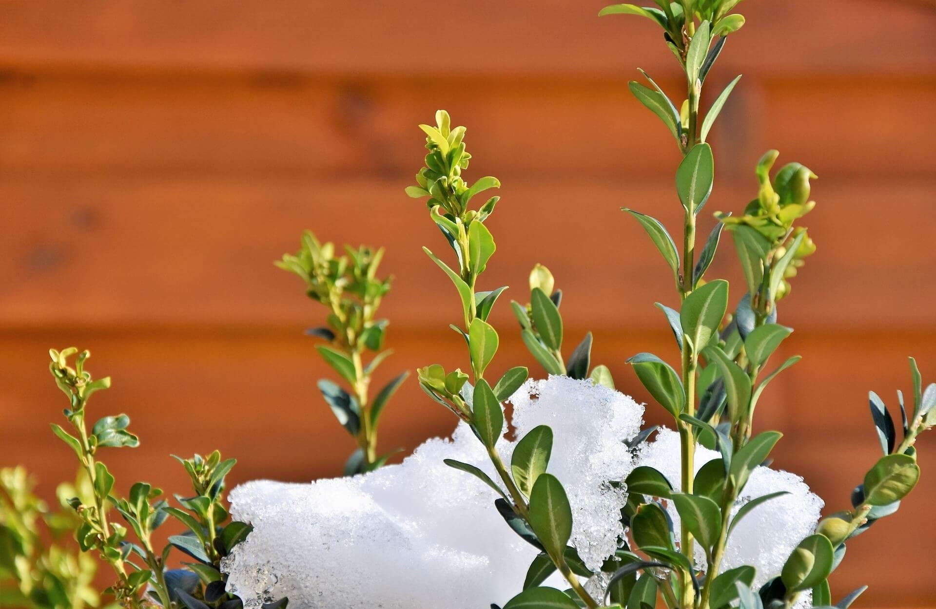 wie-man-den-garten-auf-den-winter-vorbereitet