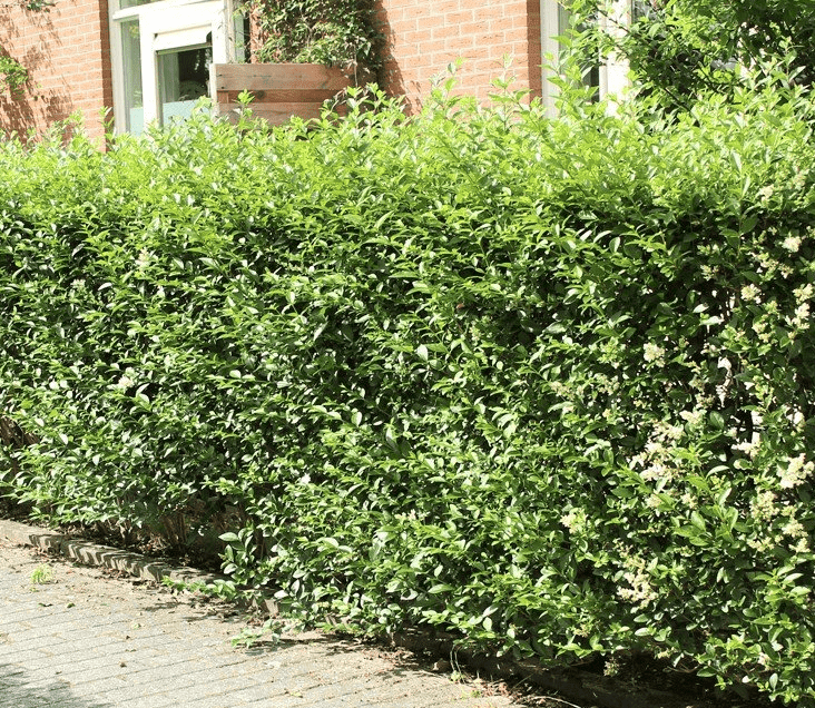 vernachlassigte-ligusterhecke-schneiden