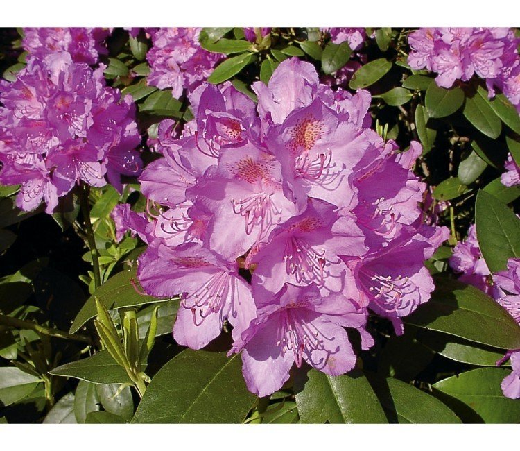 Rhododendron richtig pflegen – Anleitung für das ganze Jahr