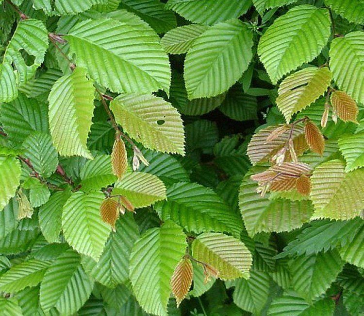 Braune Blätter oder Schimmel: Ist meine Buchenhecke noch zu retten?