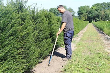 Hecke richtig pflanzen: So wachsen die Sträucher gut an