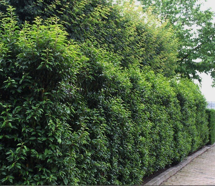 3 hohe, blühende Sträucher für eine wunderschöne Hecke