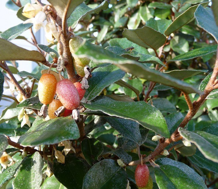 3 Gründe für einen immergrünen Strauch mit roten Beeren in Ihrem Garten