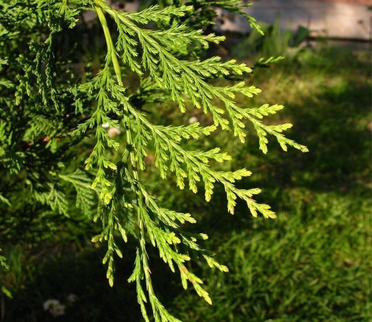 thuja-pflanzabstand