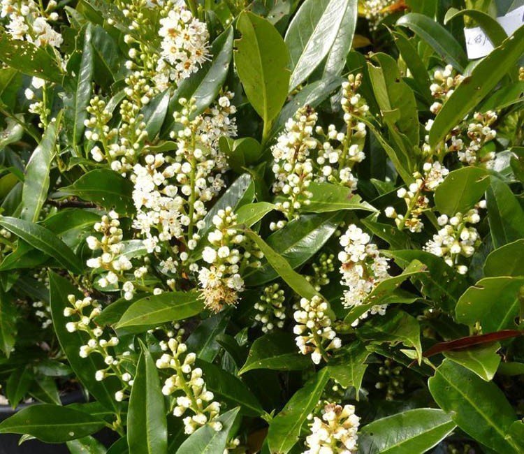 langsam-wachsende-hecke