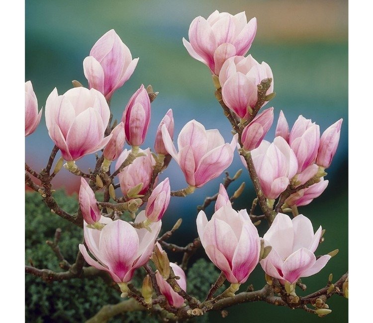 magnolia-soulangeana