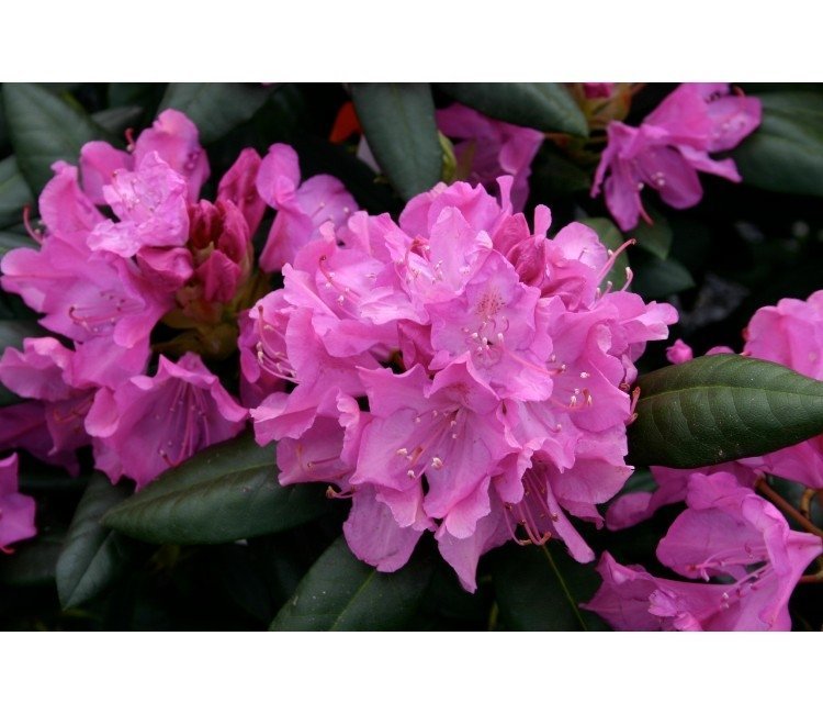 rhododendron-roseum