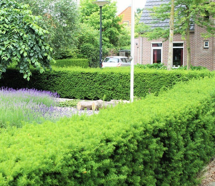 Die schönsten Pflanzen für Ihre Vorgarten-Hecke