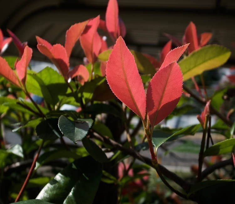 Wintergrüne Sträucher – Farbtupfer im winterlichen Garten