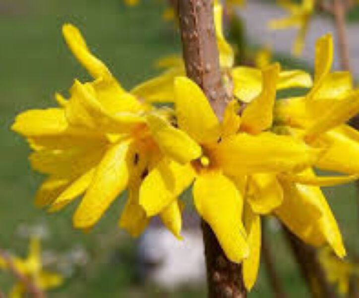 Goldglöckchen (Forsythia intermedia) ‘Spectabilis’ 