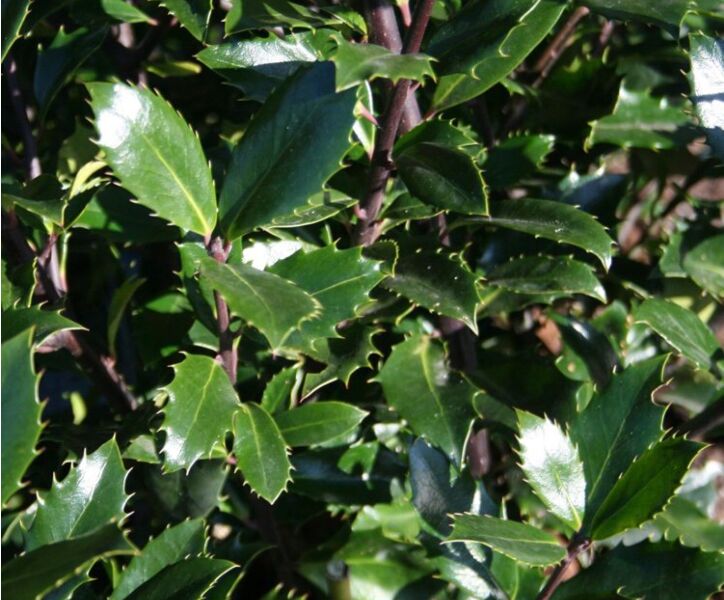 Stechpalme (Ilex meserveae) Heckenpracht hat dunkelgrünes, dorniges Blatt, Austrieb bronzerot, männlich, ohne Beeren