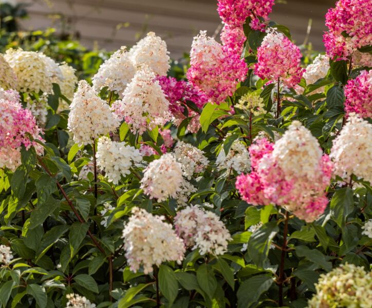 Rispenhortensie-Alle-Farben-ALG HAAG