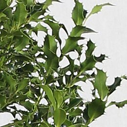 Stechpalme Ilex Alaska