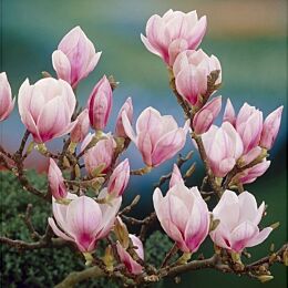 Tulpen-Magnolie Soulangeana