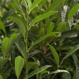 Kirschlorbeer prunus laurocerasus Herbergii