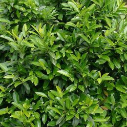 Kirschlorbeer prunus laurocerasus Herbergii