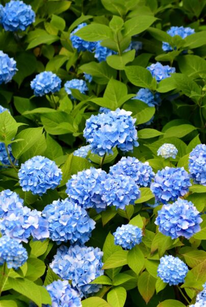 Bauernhortensie-Blau-ALG HAAG