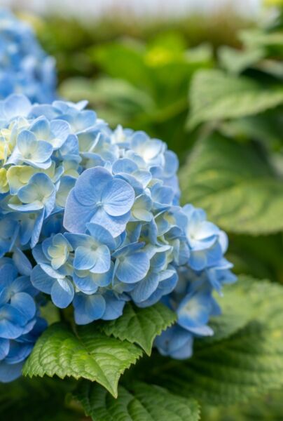 Bauernhortensie-Blau-ALG INZ