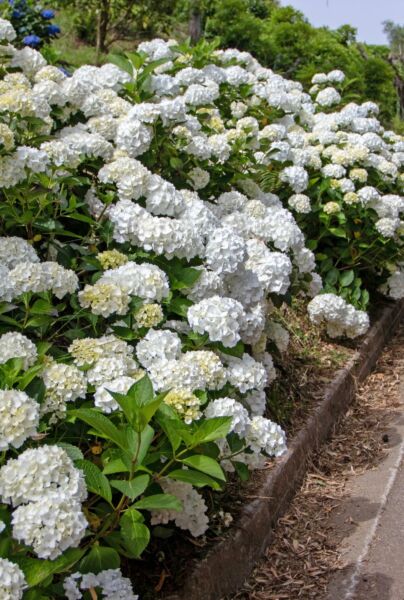 Bauernhortensie-Weiss-ALG HAAG