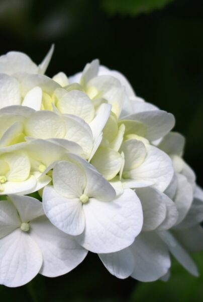 Bauernhortensie-Weiss-ALG INZ
