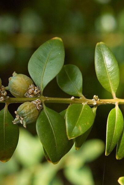 Gewöhnlicher Buchsbaum (Buxus sempervirens) 