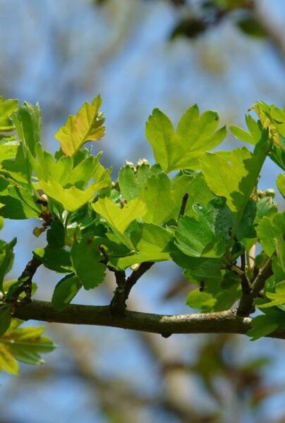 Blätter Hagedorn (Crataegus monogyna) 
