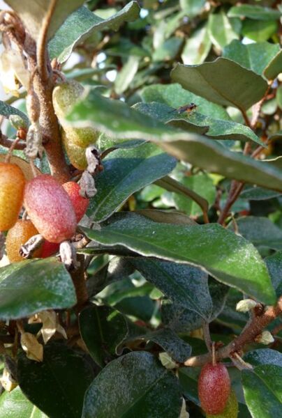 Früchte der Wintergrünen Ölweide (Elaeagnus ebbingei) 