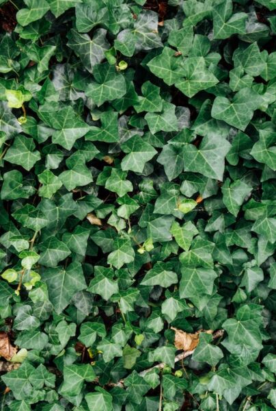 Großblättriger Irischer Efeu (Hedera hibernica) - Hecke kaufen