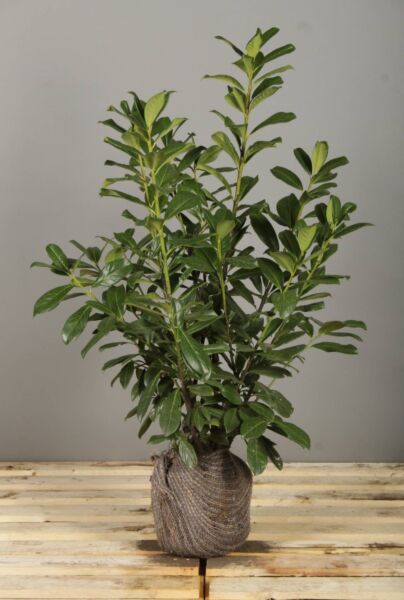 Kirschlorbeer-Rotundifolia-Wurzelballen-80-100