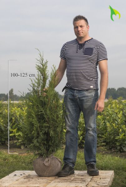 Lebensbaum-Atrovirens-Wurzelballen-100-125