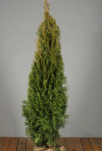 Lebensbaum-Smaragd-Wurzelballen-125-150