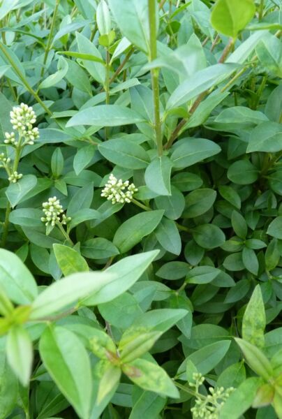 Wintergrüner Liguster (Ligustrum vulgare) Atrovirens