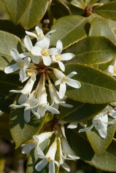 Osmanthus-Burkwoodii-ALG INZ