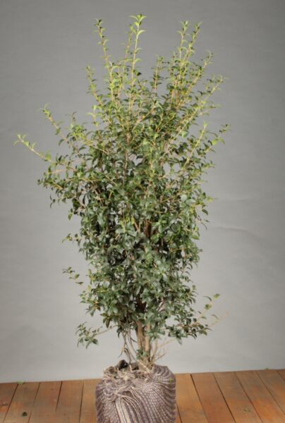 Osmanthus-Burkwoodii-Wurzelballen-100-125