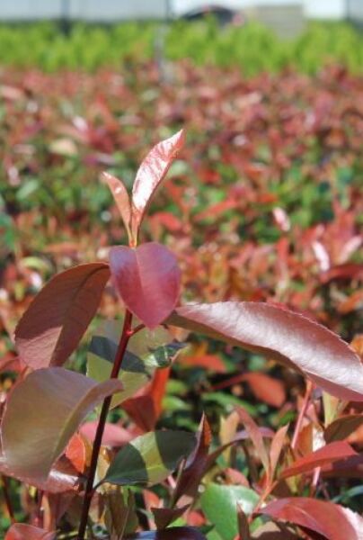 Glanzmispel ‘Red Robin‘ (Photinia fraseri ‘Red Robin‘)