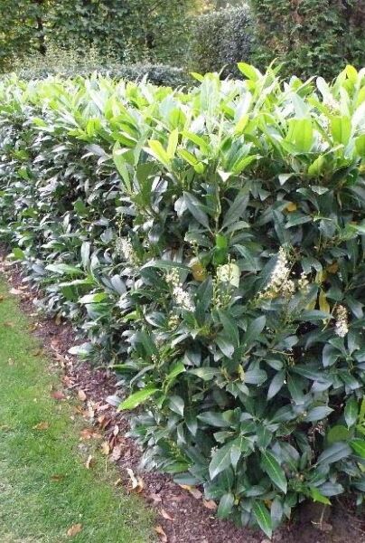 Kirschlorbeer Herbergii - Hecke kaufen 