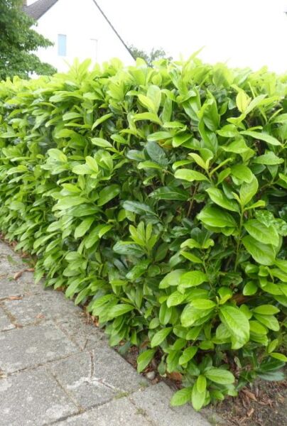 Hecke pflanzen » Kosten und Preisbeispiele