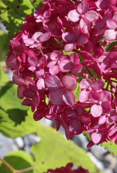 Rispenhortensie-Rod-ALG INZ