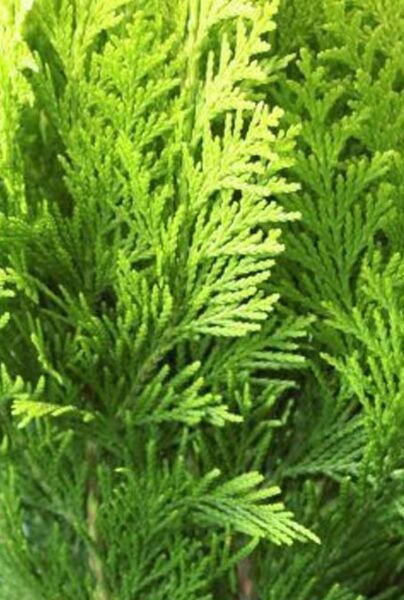 Thuja plicata 'Martin'