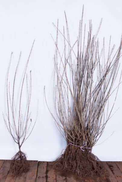 Wintergrüner-Liguster-Atrovirens-Wurzelware-100-125