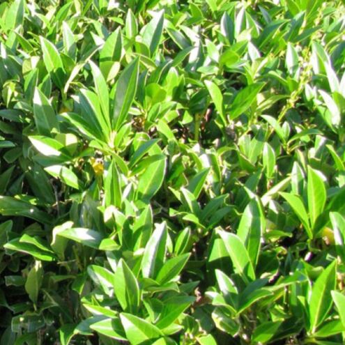 Kirschlorbeer Prunus laurocerasus Caucasica