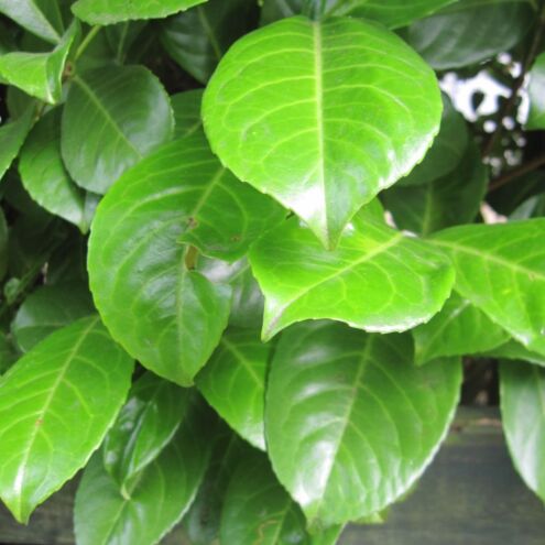 Kirschlorbeer ‘Rotundifolia’